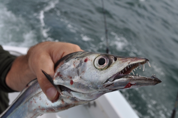 reelbuzz.com fishing photo